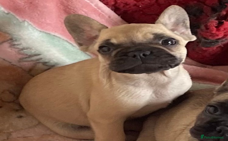 French Bulldog dogs - Advert 1