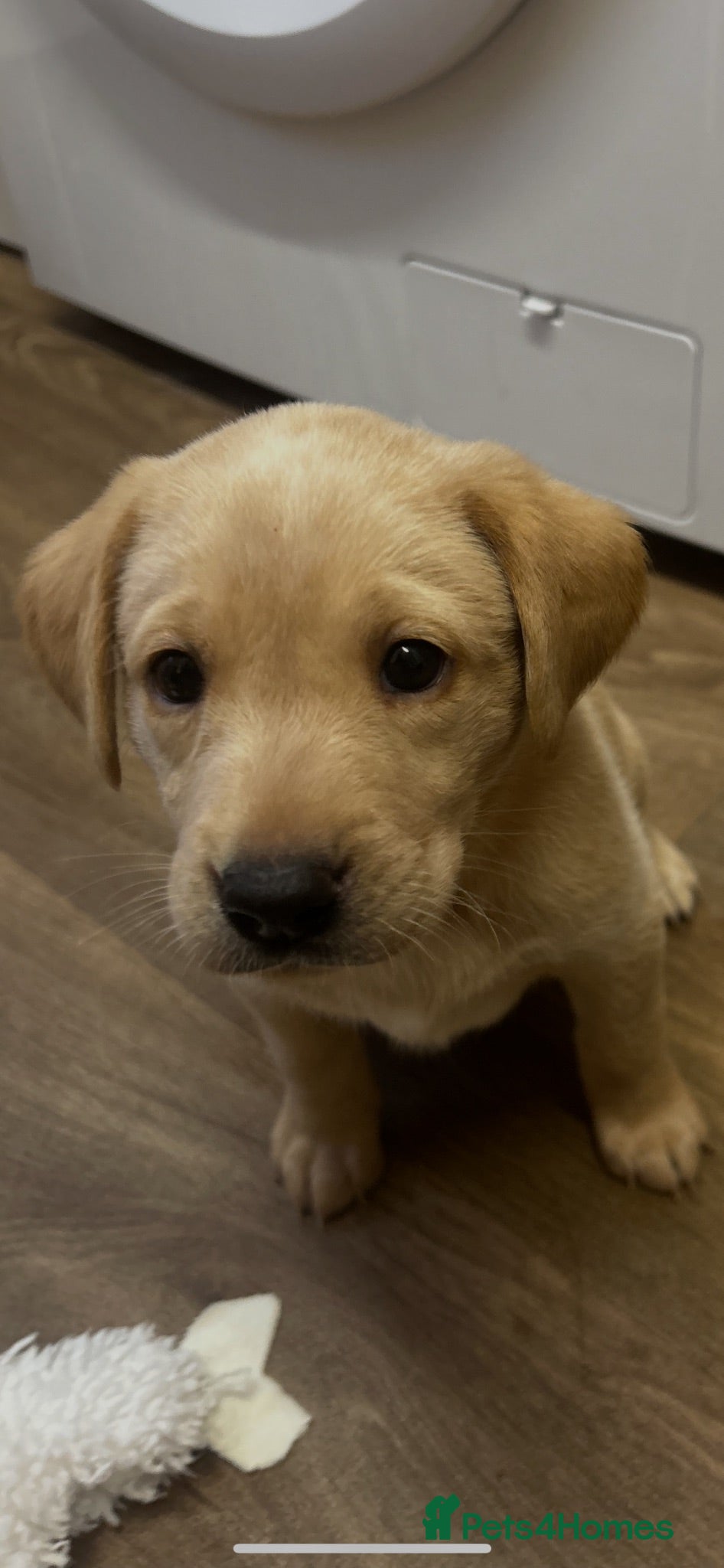 Labrador Retriever dogs Gorgeous Labrador puppies  - Advert 2