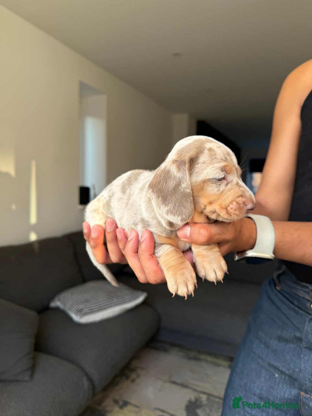Dachshund dogs for sale: Miniature Dachshund Litter - Image 15