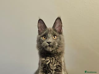 Maine Coon cats 🔥*STUNNING Litter of 6 Solid*💎*Blue Maine Coon💎 - Advert 6