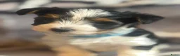 Biewer Terrier dogs for sale:  🐾🐶Beautiful Biewer Terrier Puppies🐾🐶 - Advert 9