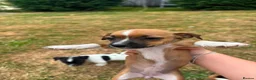 Jack Russell dogs for sale: Jack Russell puppies for sale - Advert 9