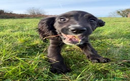 Cockalier dogs for sale: Stunning cockaliers  - Advert 1