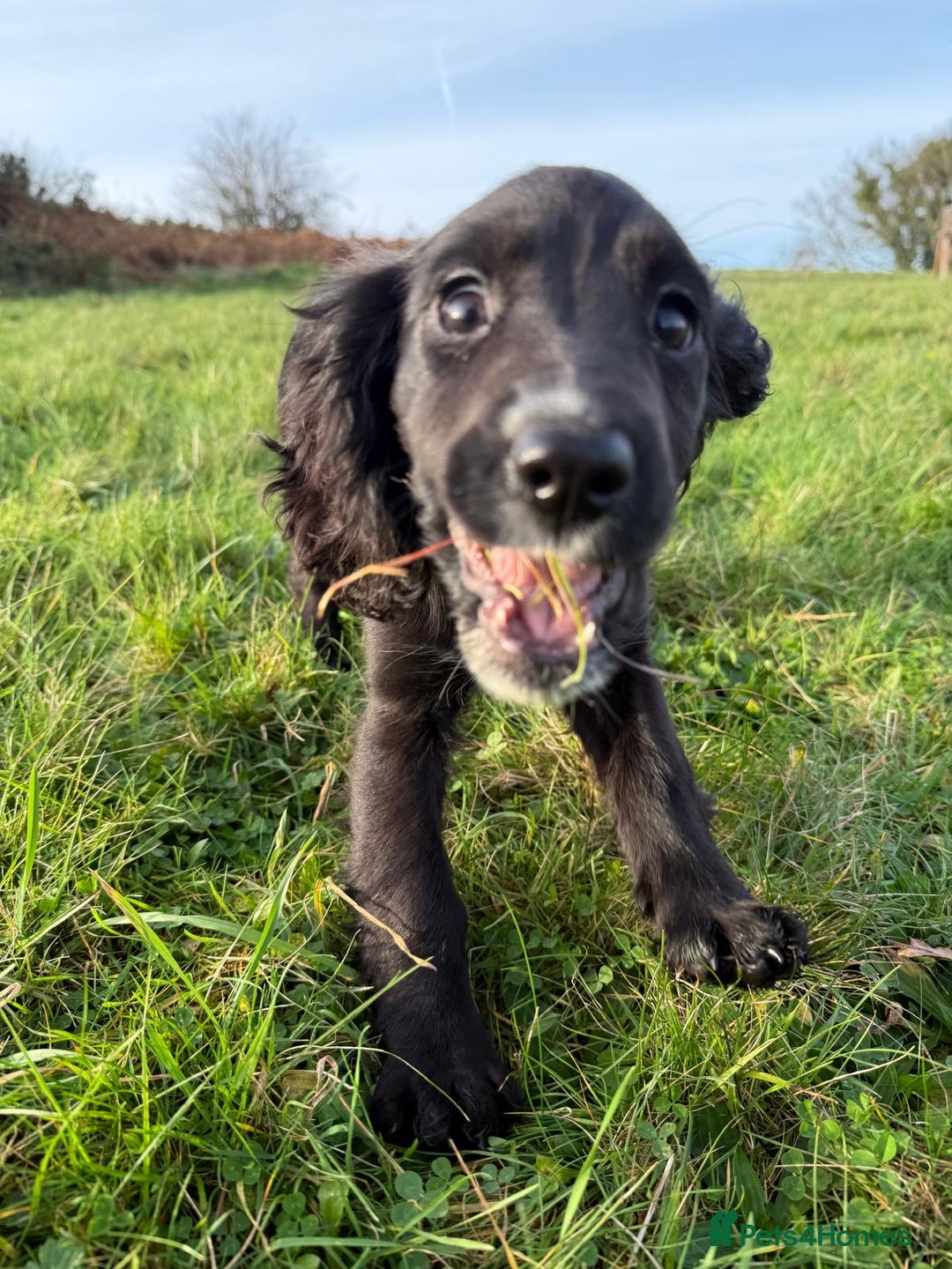 Cockalier dogs for sale: Stunning cockaliers  - Advert 1