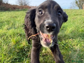 Cockalier dogs Stunning cockaliers - Advert 1