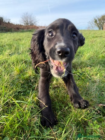 Cockalier dogs Stunning cockaliers - Advert 1