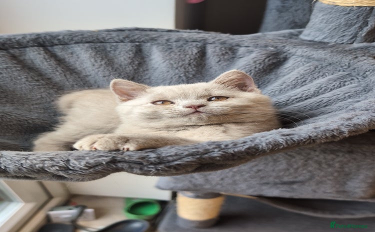 British Shorthair cats - Advert 8