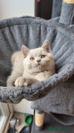 British Shorthair cats - Advert 1