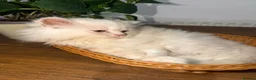 Ragdoll cats for sale: Cute Kittens Looking for Forever Homes - Advert 9