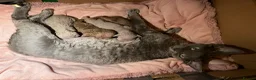 Devon Rex cats for sale: Fantastic Pedigree Devon Rex - Advert 7