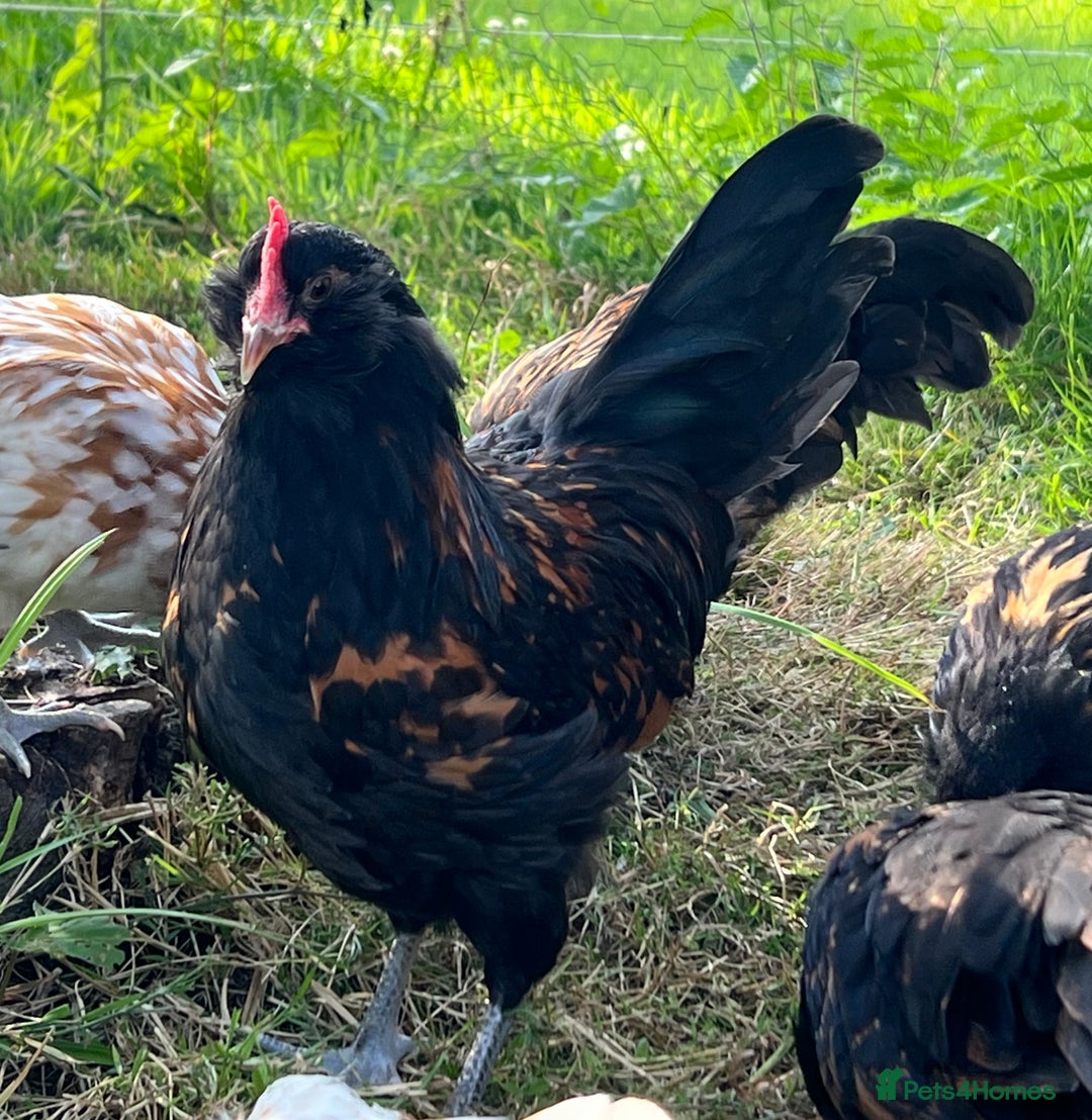 Chickens poultry for sale: Rare Breed Thuringian Chamois & Black Chickens  - Image 17