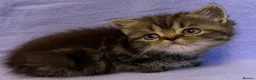 British Shorthair cats for sale: British shorthair X Persian kittens  - Advert 15