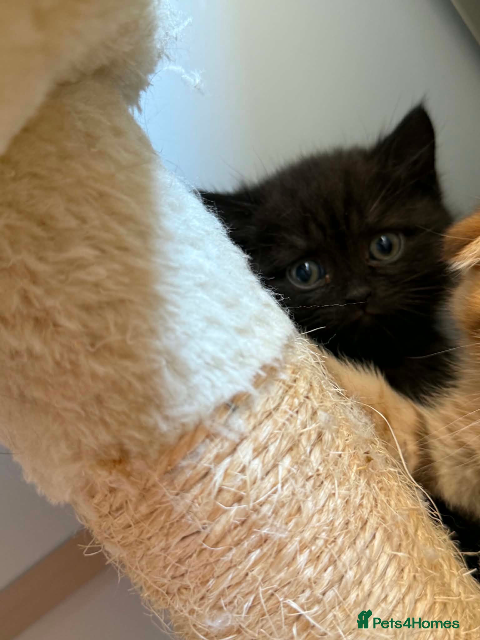 British Shorthair cats 😻Happy kittens 😻 - Advert 2