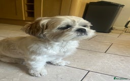 Shih Tzu dogs for stud: Looking for male stud shitzu - Image 1