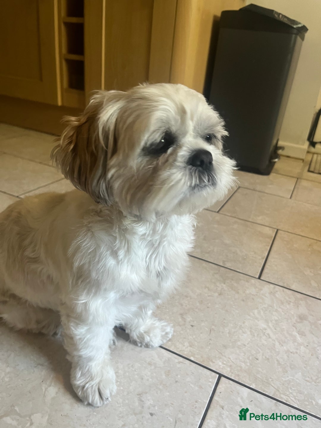 Shih Tzu dogs for stud: Looking for male stud shitzu - Image 1