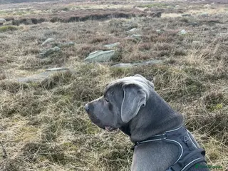 Cane Corso dogs Male 8 month old Cane Corso - Ghost - Advert 5