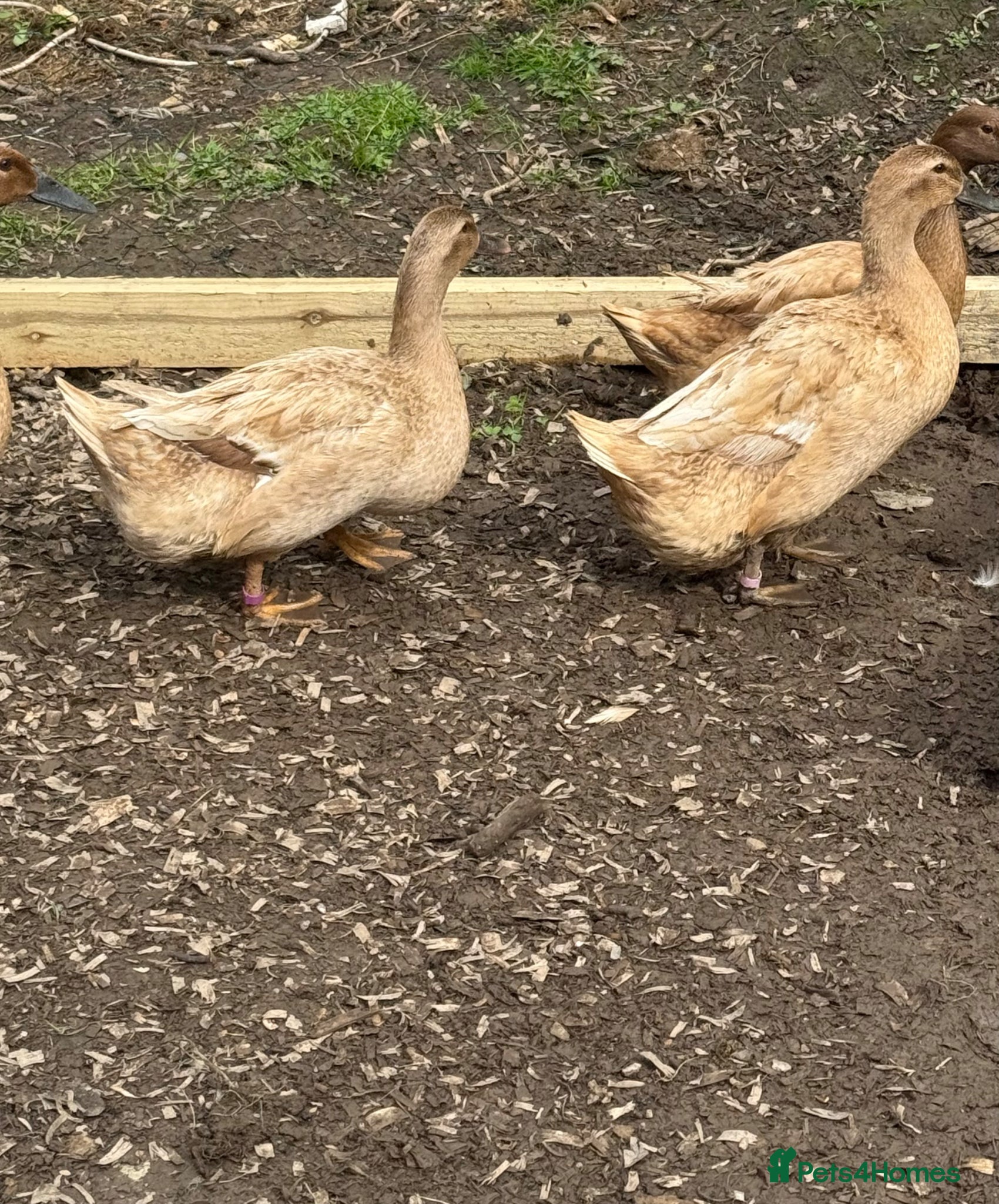 Ducks poultry 4 Female ducks for sale  - Advert 1
