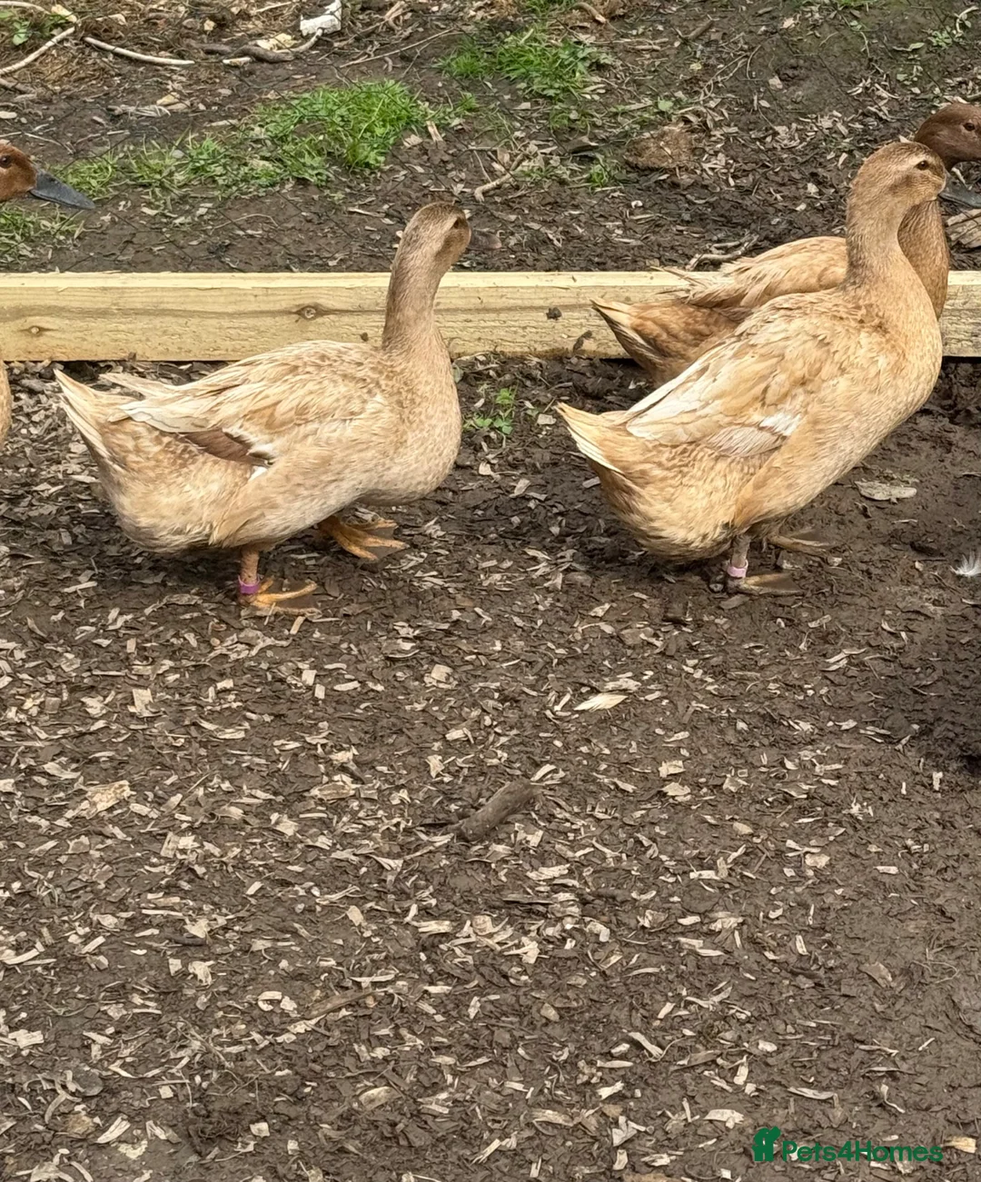 Ducks poultry for sale: 4 Female ducks for sale  - Advert 1