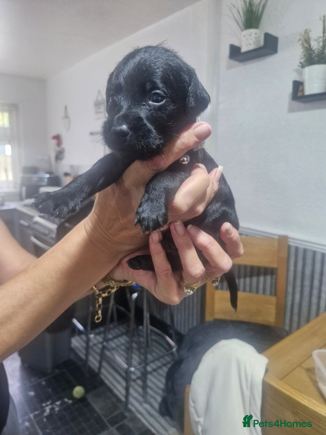 Mixed Breed dogs for sale: Labradoodle x - Image 6