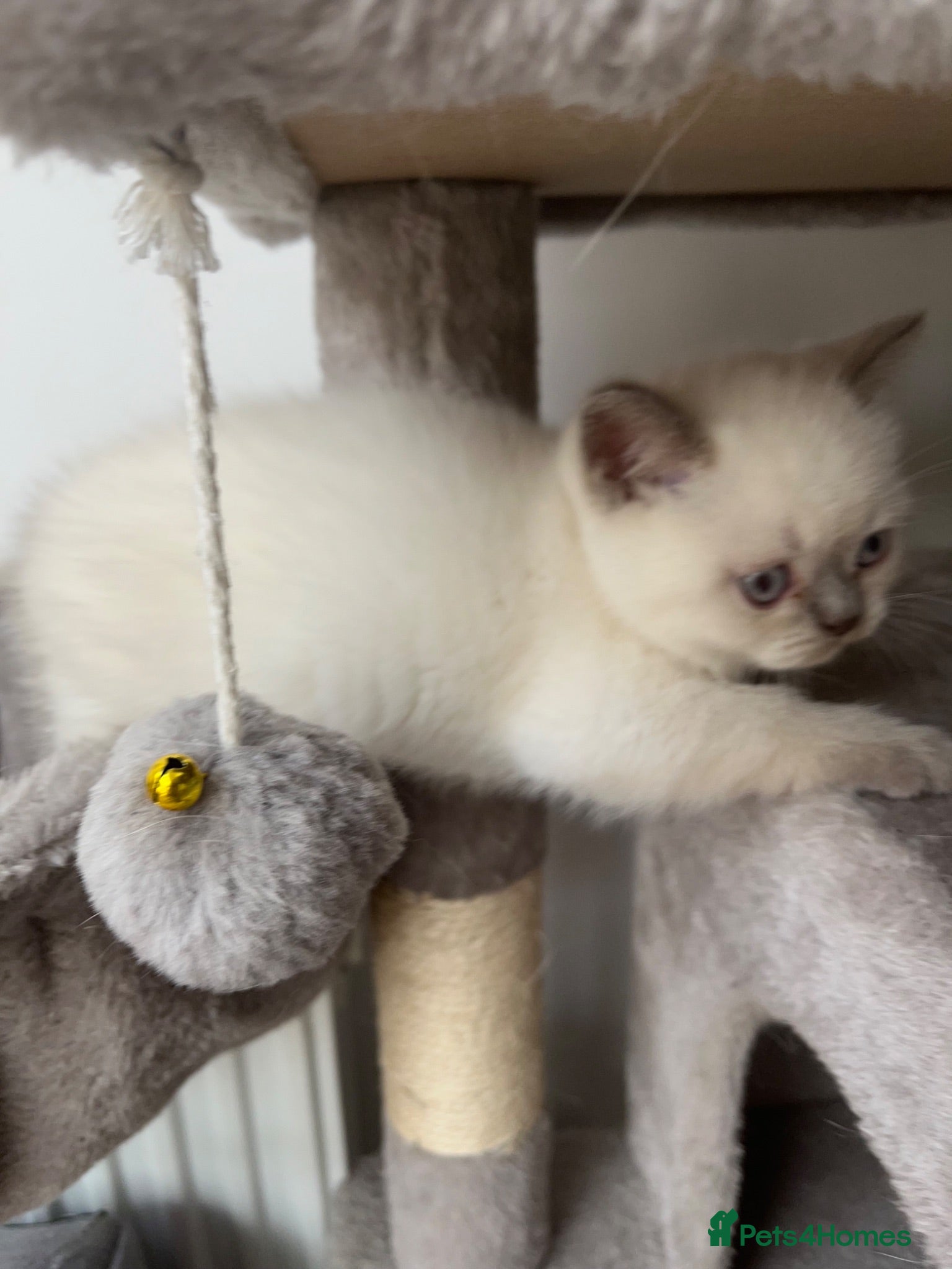British Shorthair cats TWO Boys are ready for their new home - Advert 2