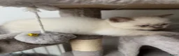 British Shorthair cats for sale: ✨TWO ✨Gorgeous Boys left now - Advert 4