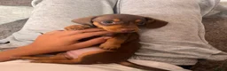 Miniature Dachshund dogs for sale: Female miniature dachshund  - Advert 2