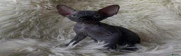 Sphynx cats for sale: Sfinx - Advert 6