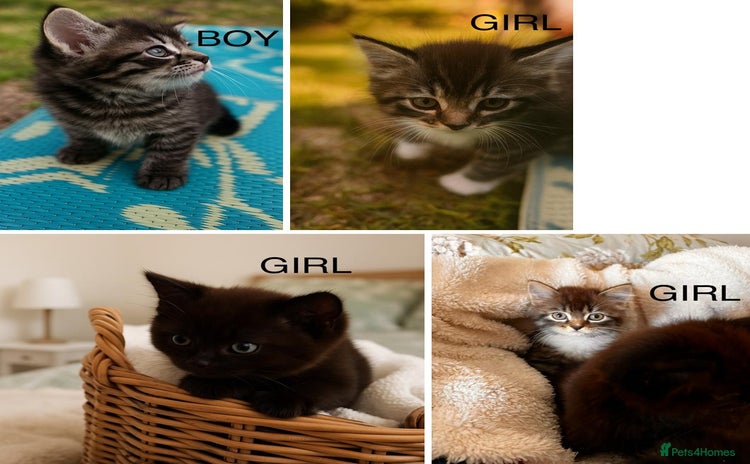Ragdoll cats - Advert 2