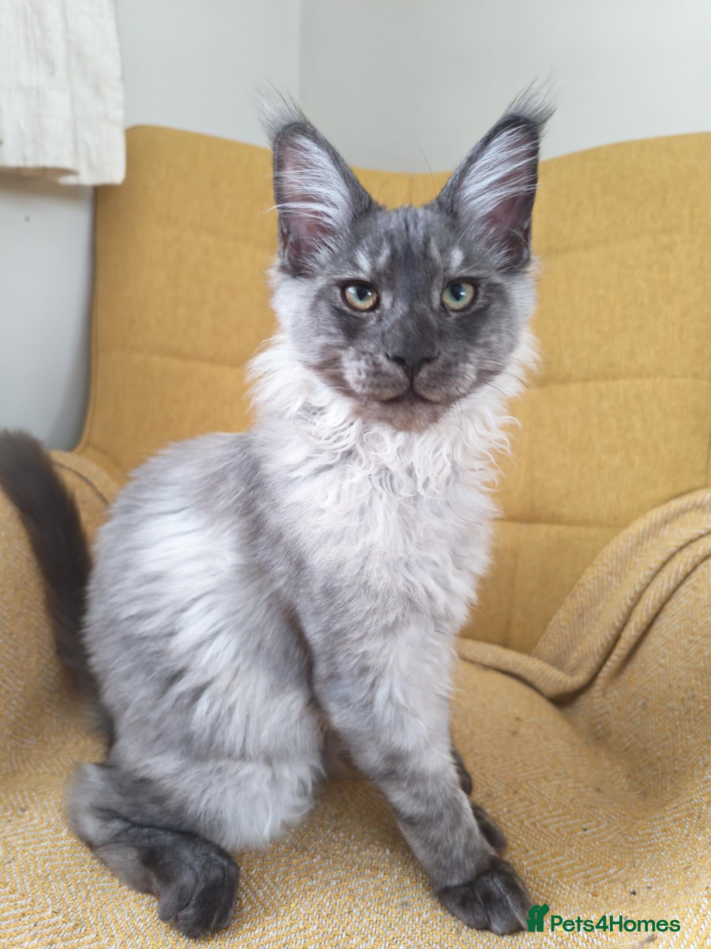 Maine Coon cats Stunning XL Black & Blue Smoke TICA Maine Coons - Advert 1