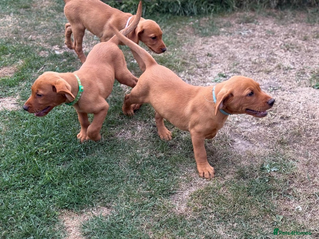 Labrador Retriever dogs for sale: KC REG RED FOX LABRADORS - ONLY 1 MALE LEFT  in Brockenhurst - Image 11