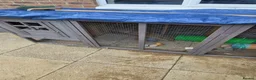 Mixed Breed rabbits for sale: Male and female rabbit in Halstead - Advert 3