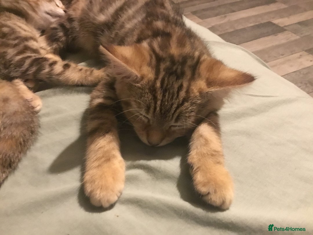 Bengal cats for sale: Cute and fluffy half Bengal kittens  - Image 4