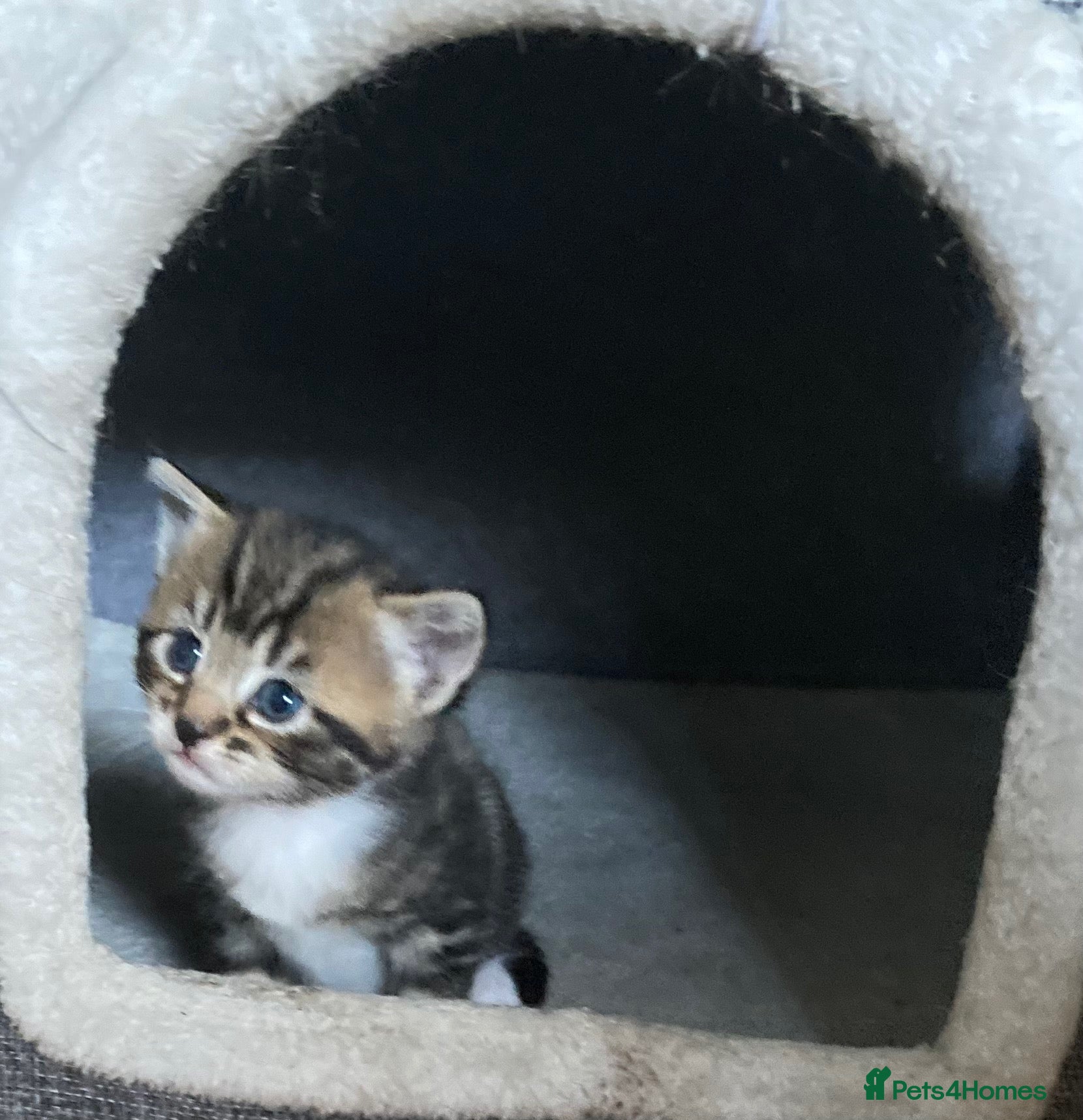 Mixed Breed cats ONLY 2 left beautiful kittens - Advert 7