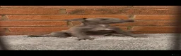 Italian Greyhound dogs for sale: 💙 beautiful blue boy looking for his forever home - Advert 22