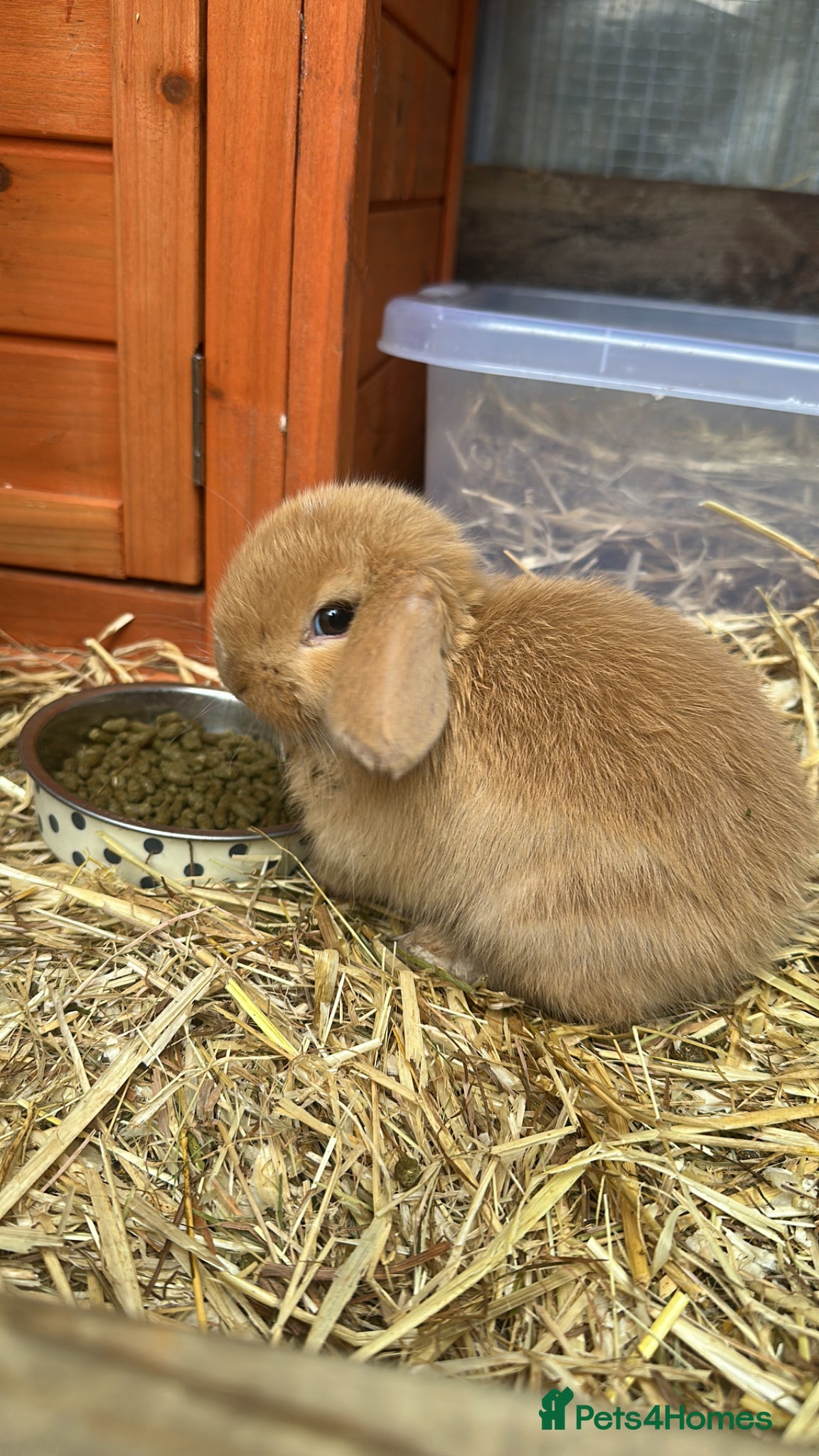 Mini Lop rabbits Last Girl Mini Lop for Sale  - Advert 14