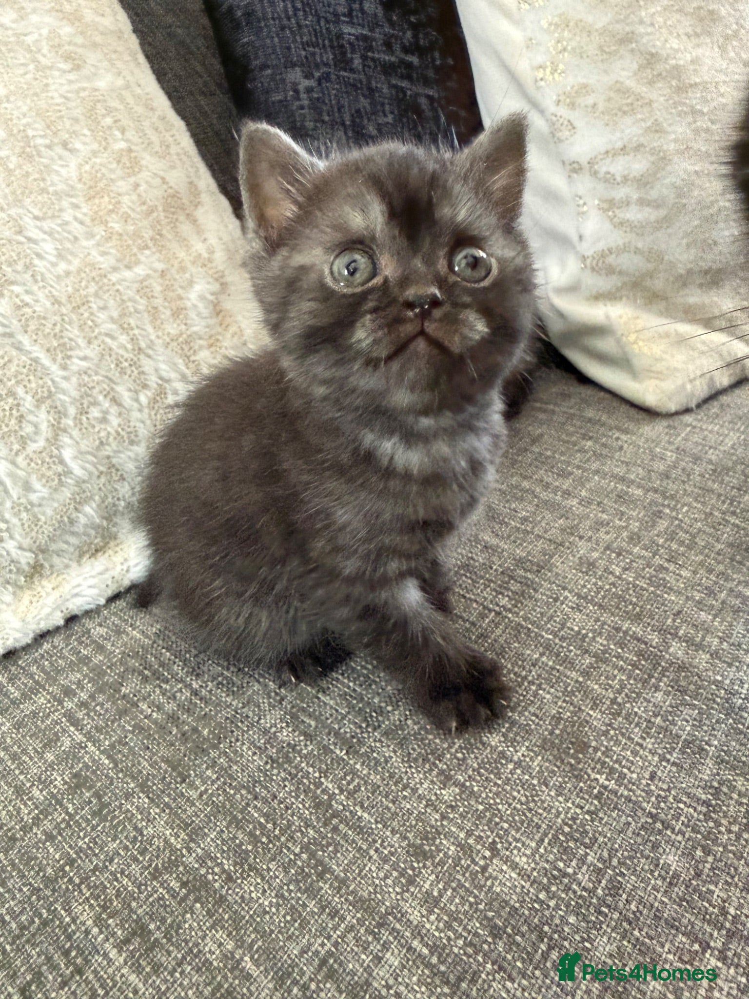 British Shorthair cats British short hair  - Advert 10