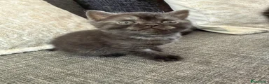 British Shorthair 1