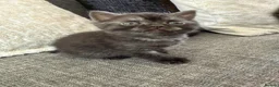 British Shorthair cats for sale: British short hair  in Worthing - Advert 2