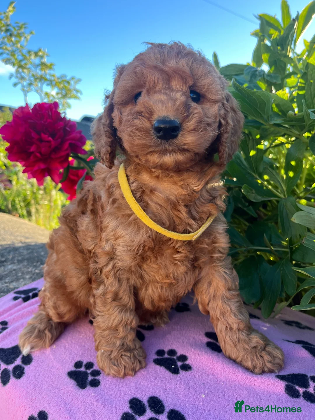 Cockapoo dogs for sale: Stunning cockapoo puppies  - Advert 1