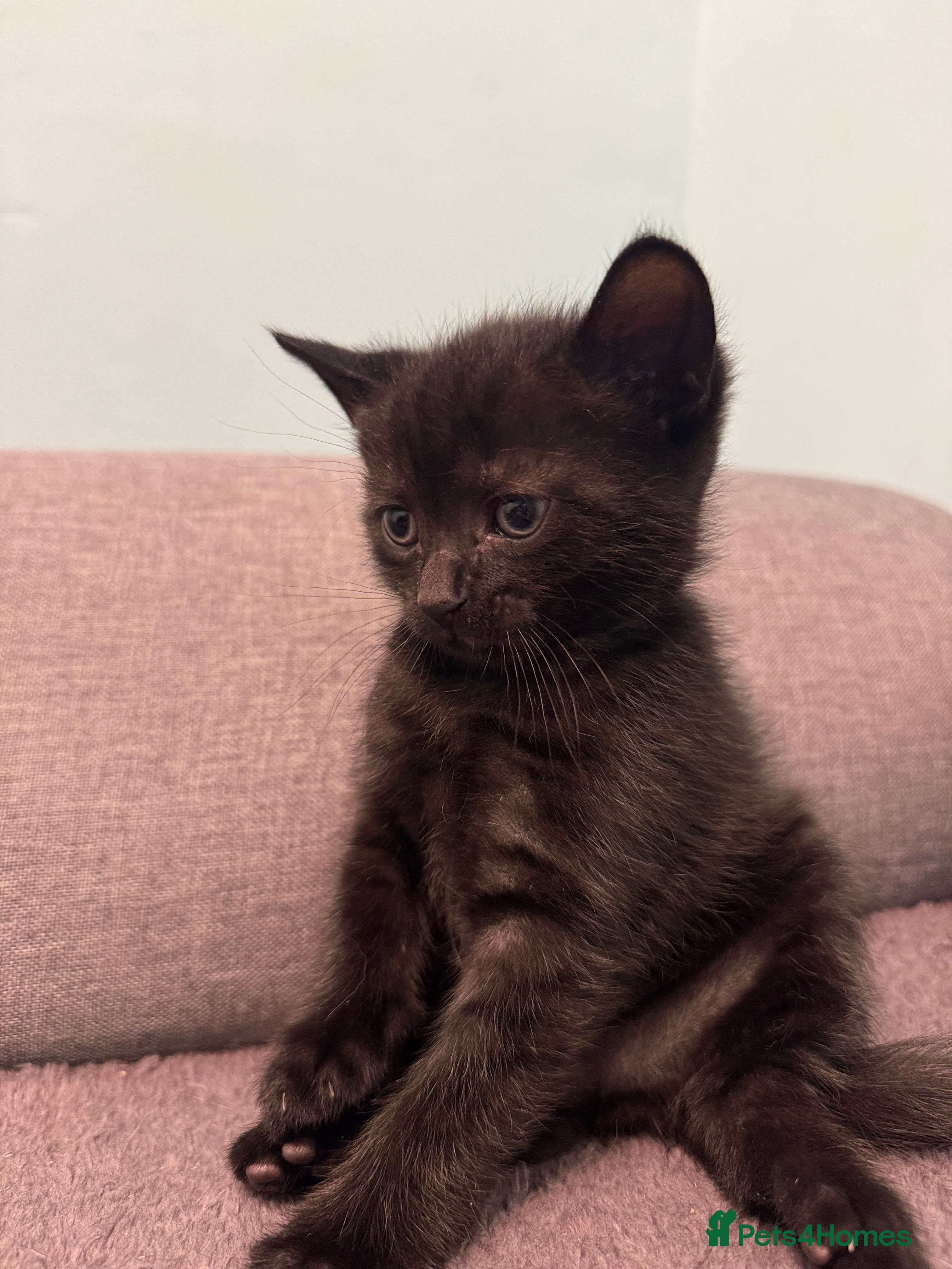 Mixed Breed cats for sale: Adorable Kittens Looking for Loving Homes 🐾 - Advert 11
