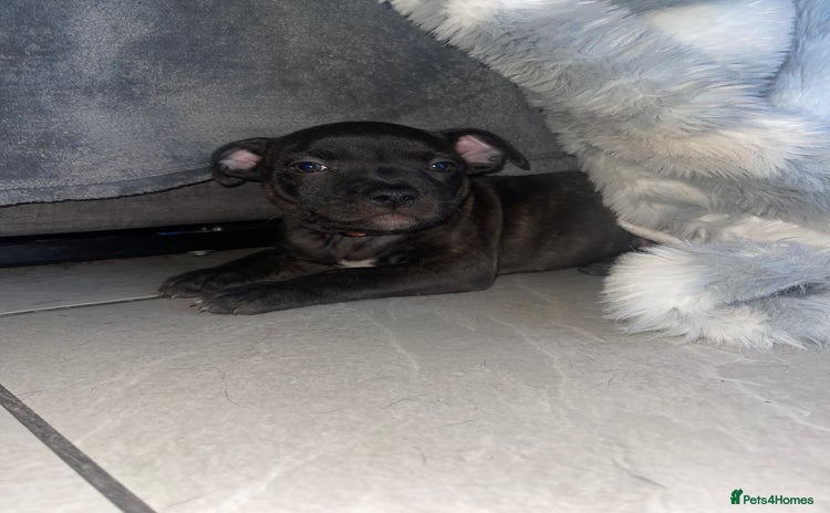 Staffordshire Bull Terrier dogs - Advert 2