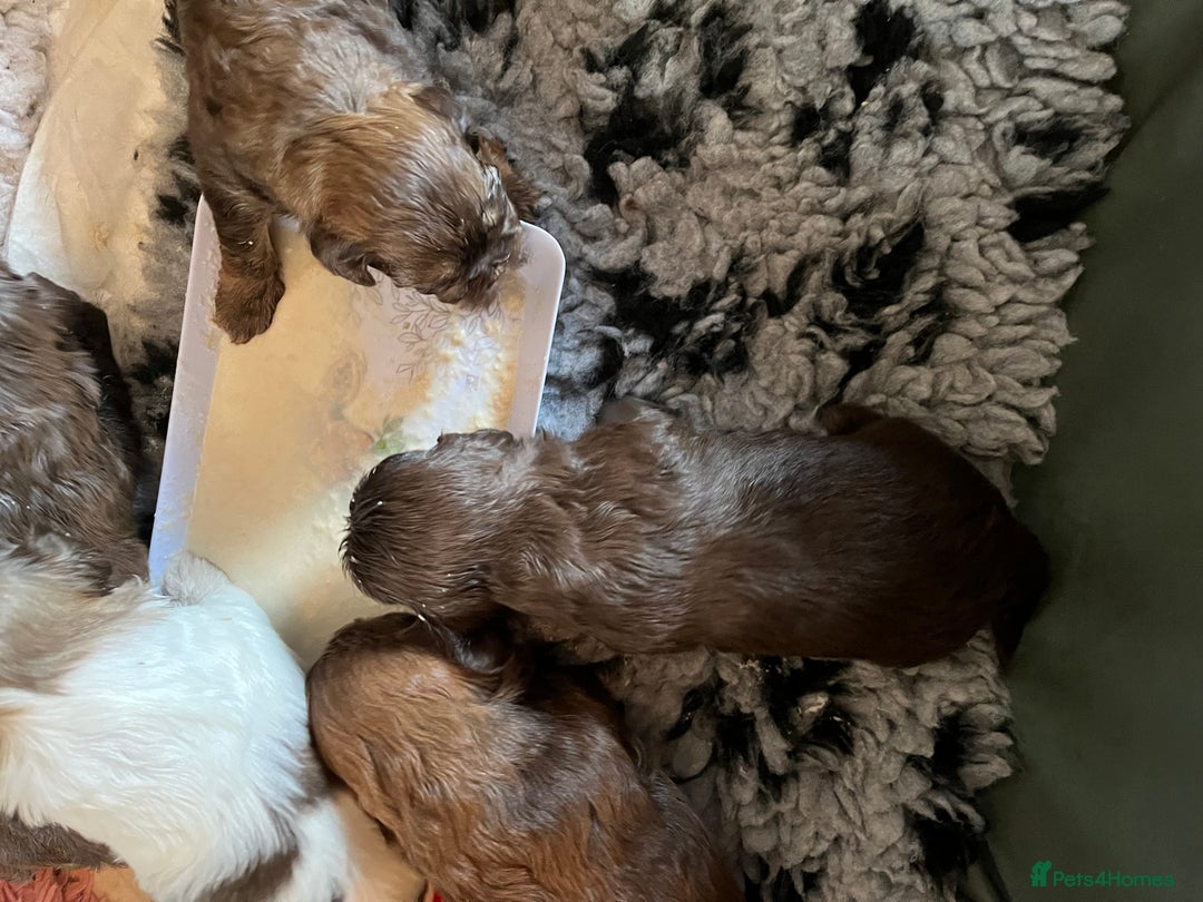 Shih Tzu dogs for sale: Adorable Shih Tzu puppies  - Image 9