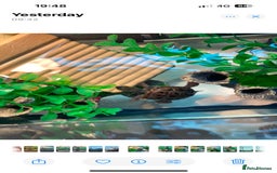 Turtle reptiles for sale: Chinese stripe neck pond turtles - Image 16