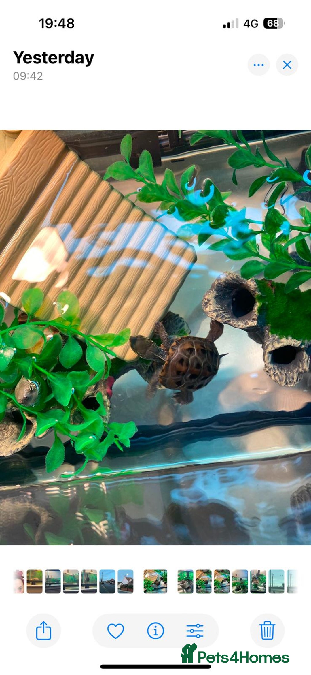 Turtle reptiles for sale: Chinese stripe neck pond turtles - Image 16