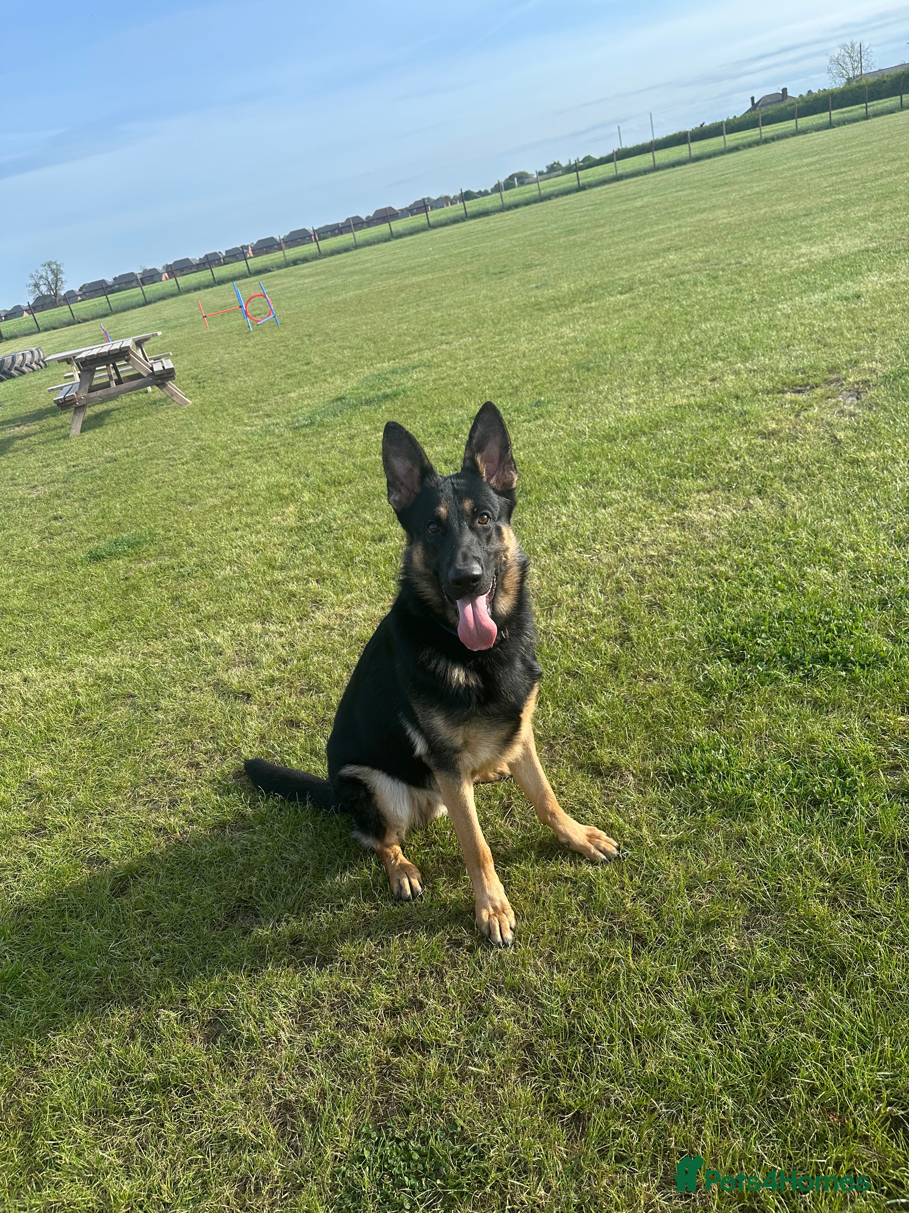 German Shepherd dogs Available for stud  in Darlington - Advert 4