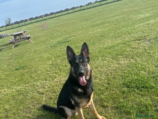 German Shepherd dogs in Darlington - Advert 4