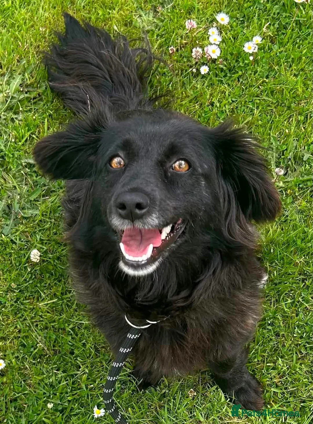 Mixed Breed dogs for adoption: Meet Toast! 🍞 in Edinburgh - Advert 1