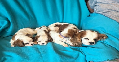 Cavalier King Charles Spaniel dogs - Advert 1