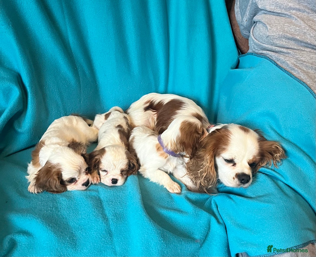 Cavalier King Charles Spaniel dogs for sale: Kc register King Charles puppies. - Image 2