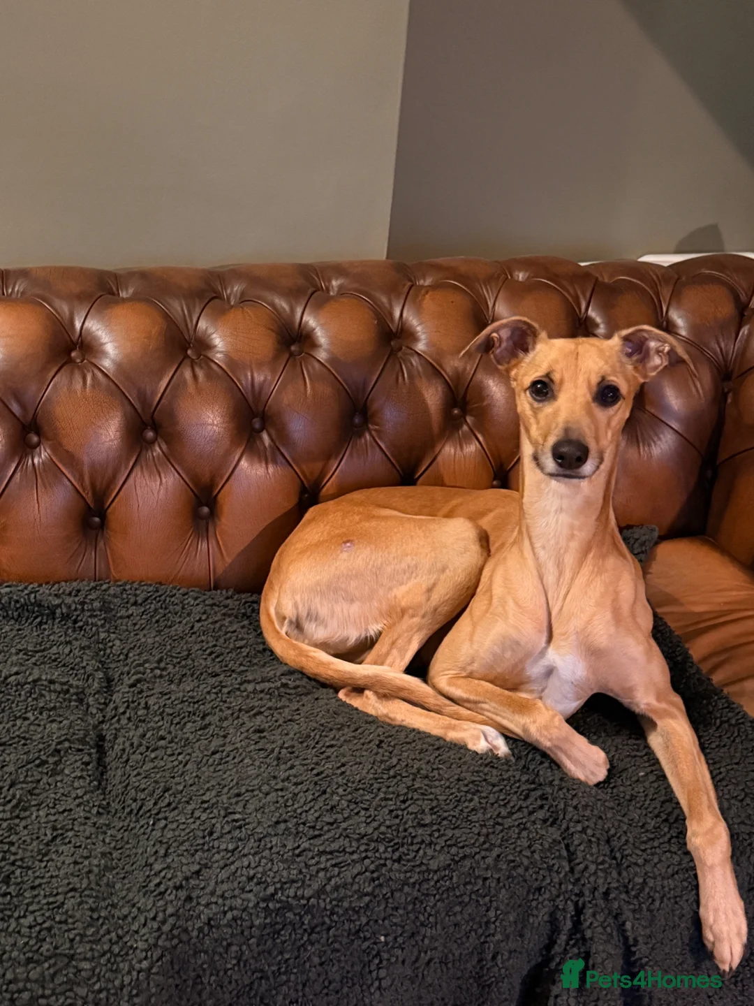Mixed Breed dogs for sale: Lillie  - Advert 2